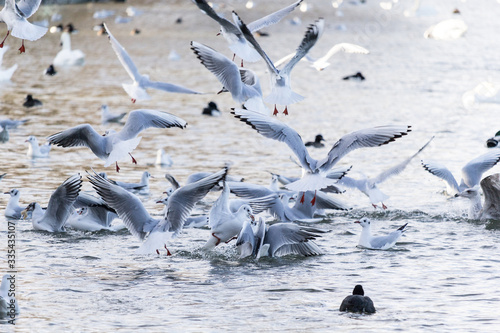 Beautiful seagulls over water