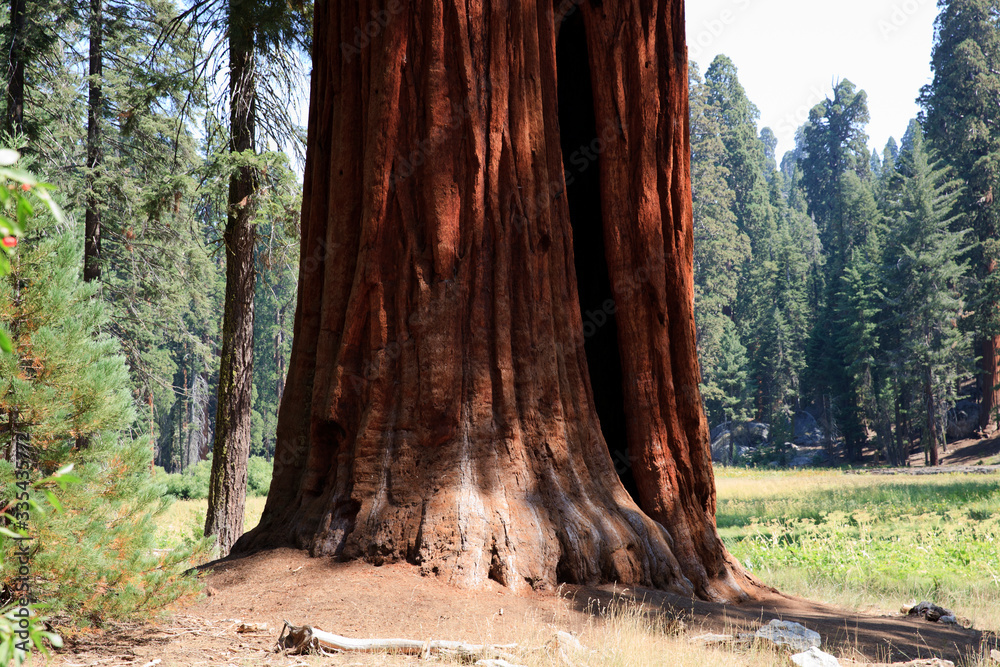 California / USA - August 23, 2015: A giant sequoia tree trunk detail in the forest of Sequoia National Park, California, USA