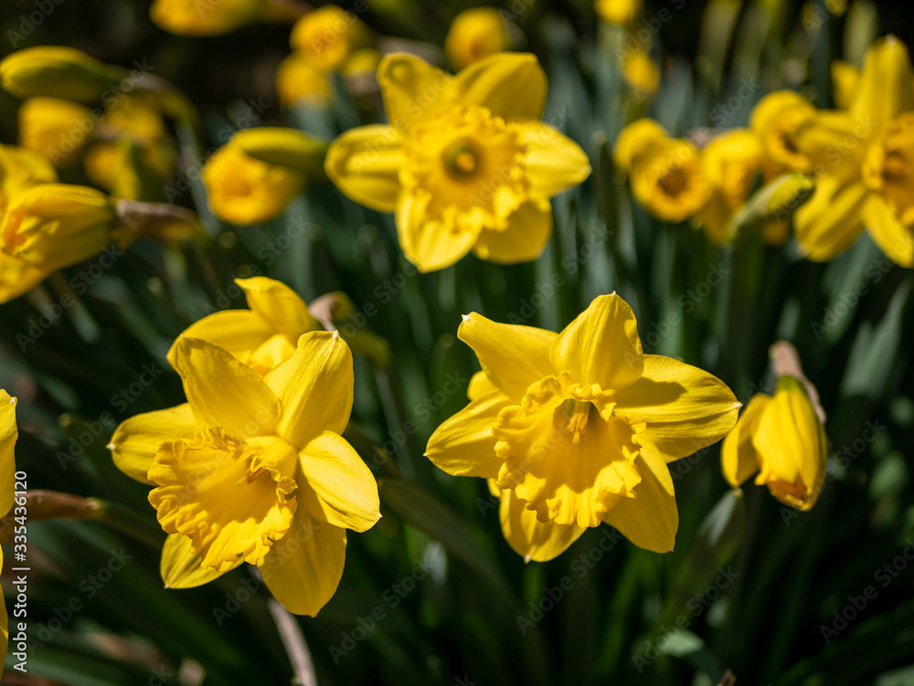 yellow daffodils in spring yellow daffodils in spring