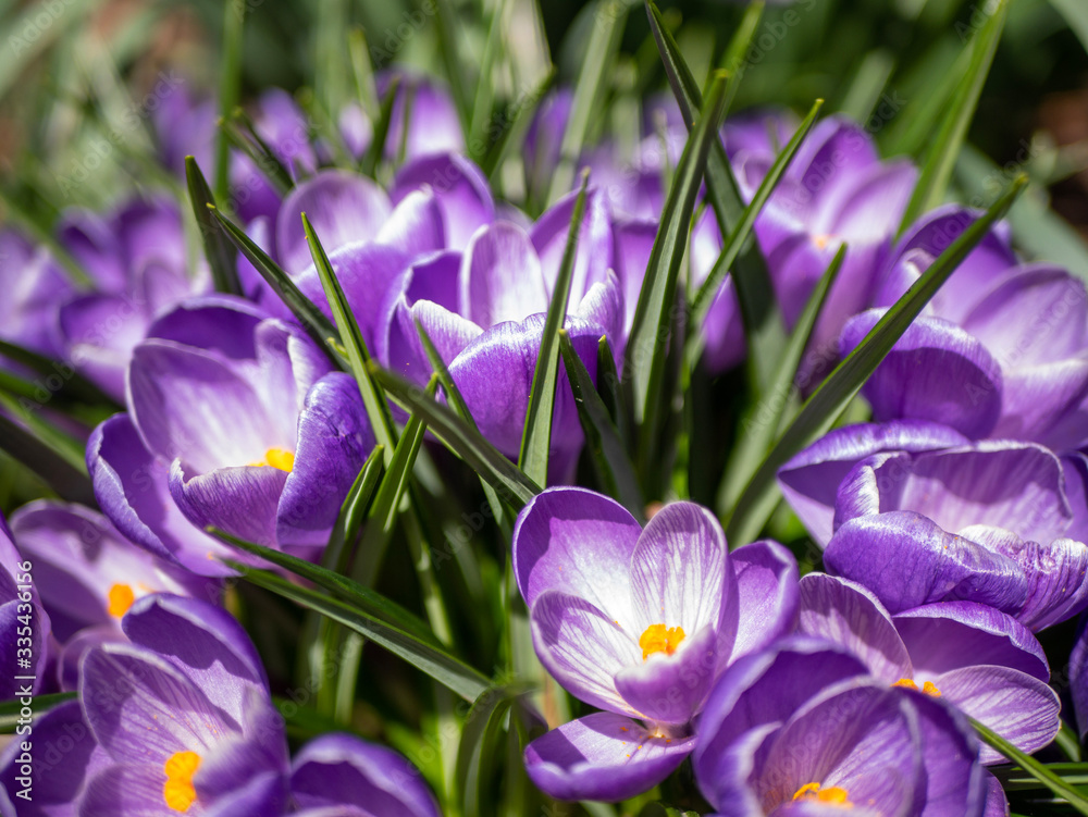 purple crocus flowers purple crocus flowers