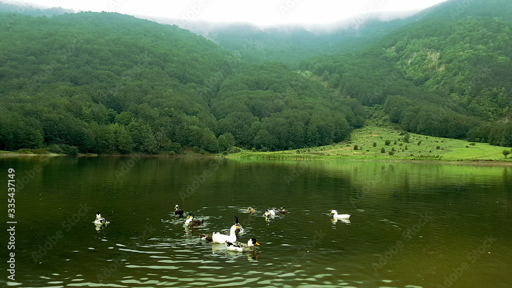 Obraz premium ducks on the lake