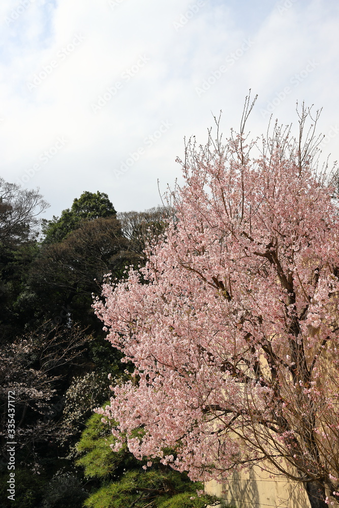 満開の桜