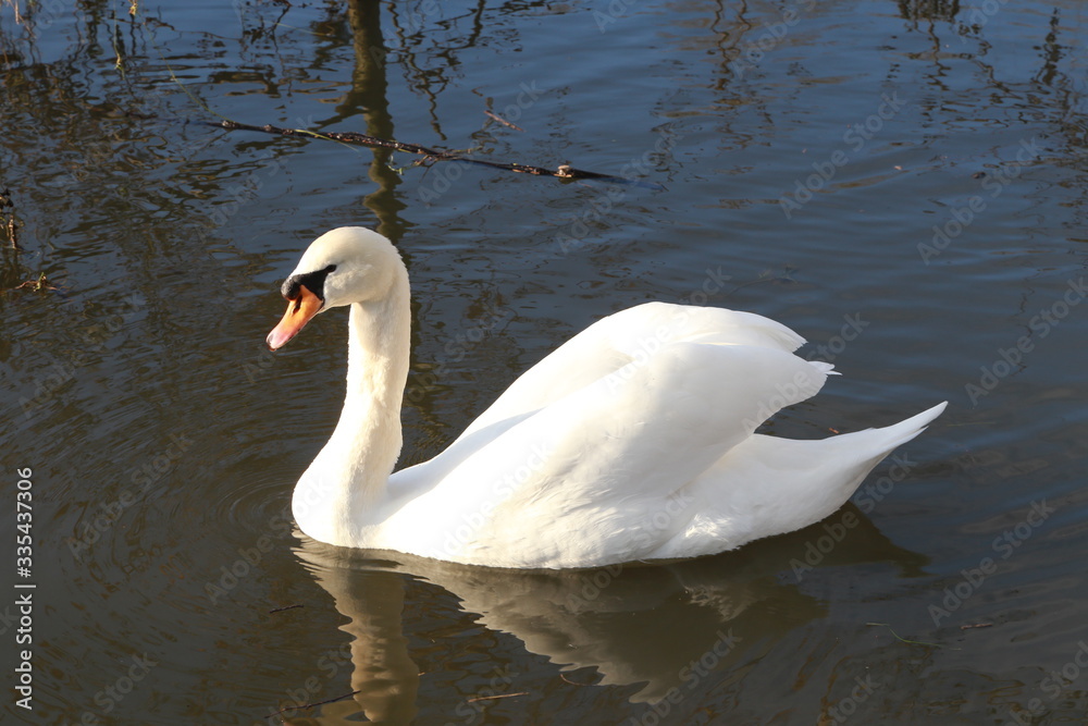 Naklejka premium Cygne