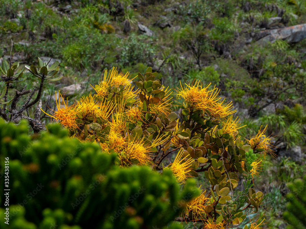 Psittacanthus robustus in Brazilian Cerrado Psittacanthus robustus in Brazilian Cerrado