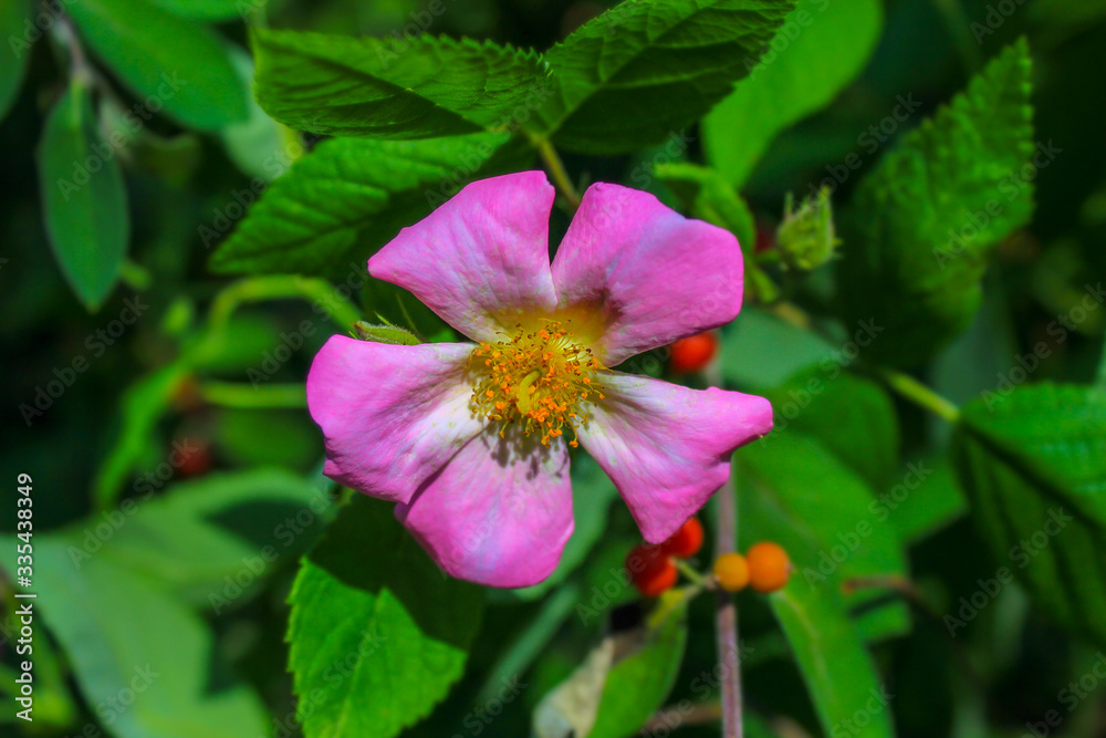 Fototapeta premium Wild Rose Blossom Amidst Green Foliage