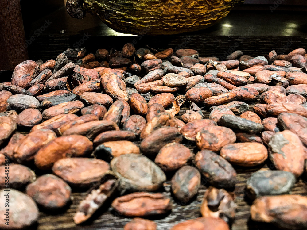 Granos de cacao en Ecuador