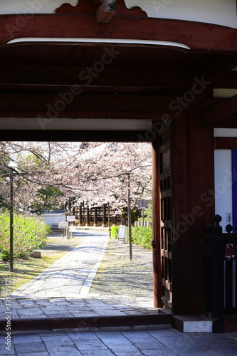 参道の桜 © Honda Hiroyuki