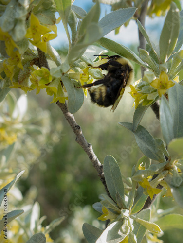 bumblebee on wolfwillow photo