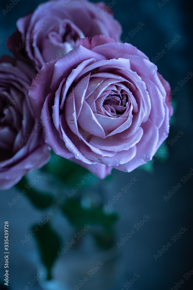 Obraz premium pink rose on blue background