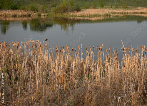 blackbird on reeds in the water