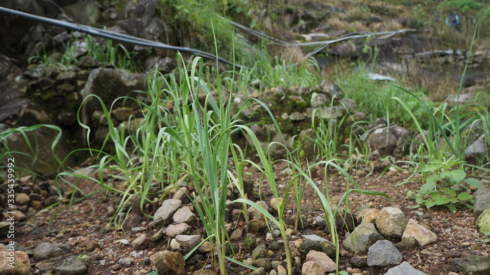 Obraz premium green grass in the forest