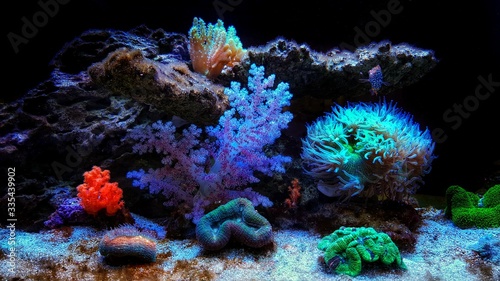 Photos Amazing Dream Colorful Coral Reef Reef Aquarium Tank