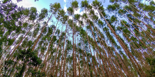 Fotografi reforestation wood