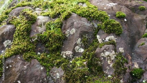 moss on the rocks
