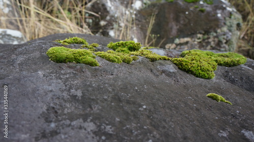 green moss on the stone