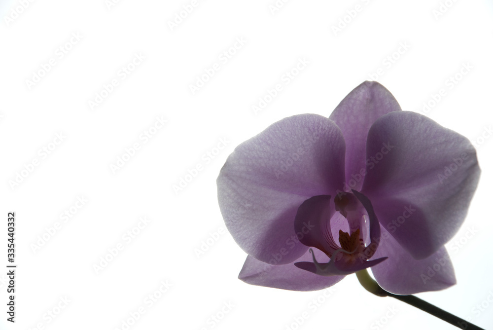 Obraz premium orchid in white