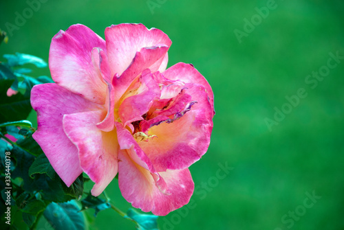 rose on a green lawn background