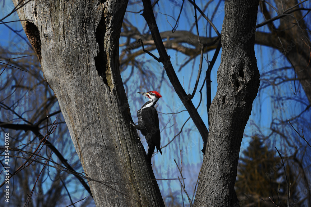 Pileated Woodpecker hooked to a trunk and digging for insects, with blue sky in the background Pileated Woodpecker hooked to a trunk and digging for insects, with blue sky in the background