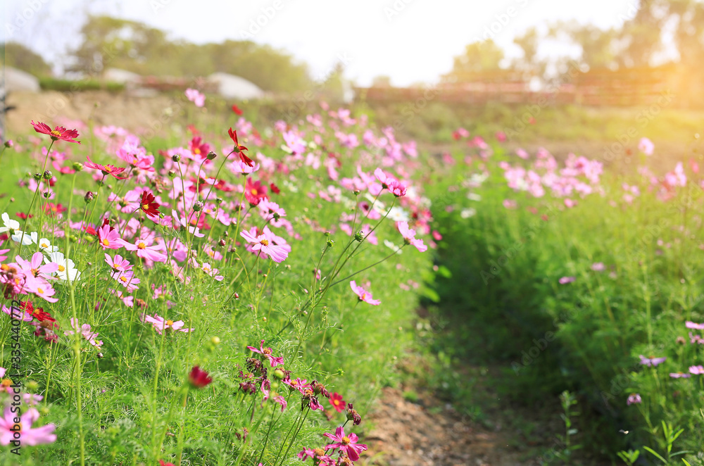 Obraz premium Cosmos flower blooming in summer garden field with walkway. Rays of sunlight in nature