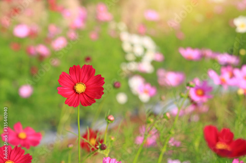 Beautiful cosmos flower blooming in the summer garden field in nature.