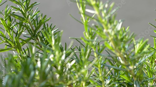fresh rosemary tree with nice branch shooting with macro lens, beautiful rotation and panning movement, 4K footage, healthy cooking on grill, bake and steak recipe.