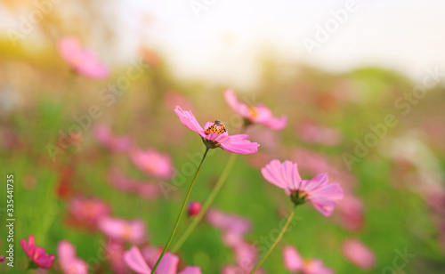 Beautiful cosmos flower in the summer garden with rays of sunlight in nature.