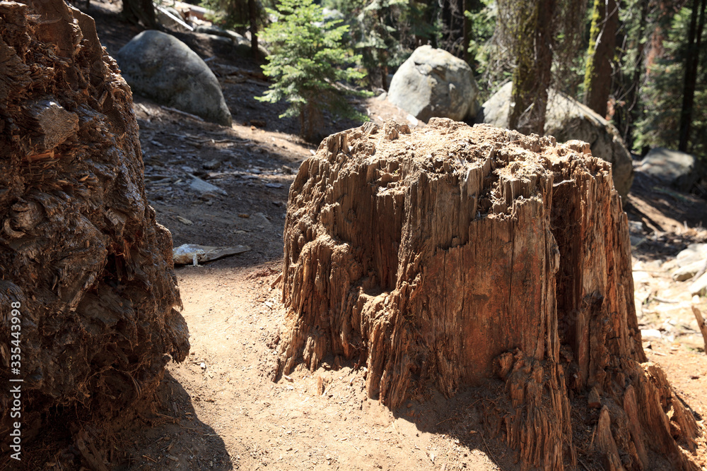 California / USA - August 23, 2015: A broken trunk detail of a giant sequoia tree in the Sequoia National Park, California, USA California / USA - August 23, 2015: A broken trunk detail of a giant sequoia tree in the Sequoia National Park, California, USA