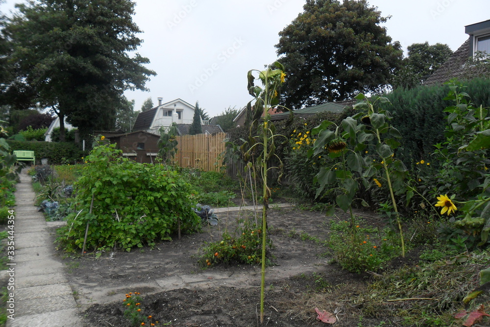 Fototapeta premium sunflower in a garden