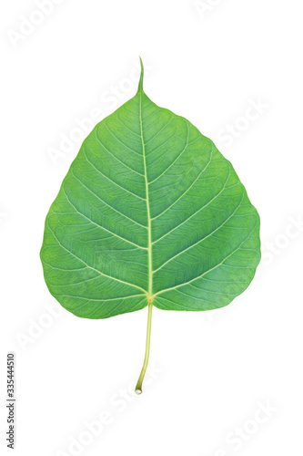 Green pho leaf isolated over white background.