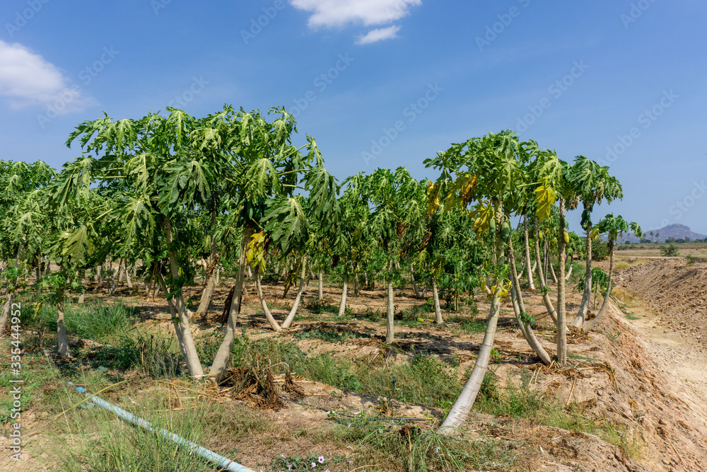 Holland papaya garden with blue sky