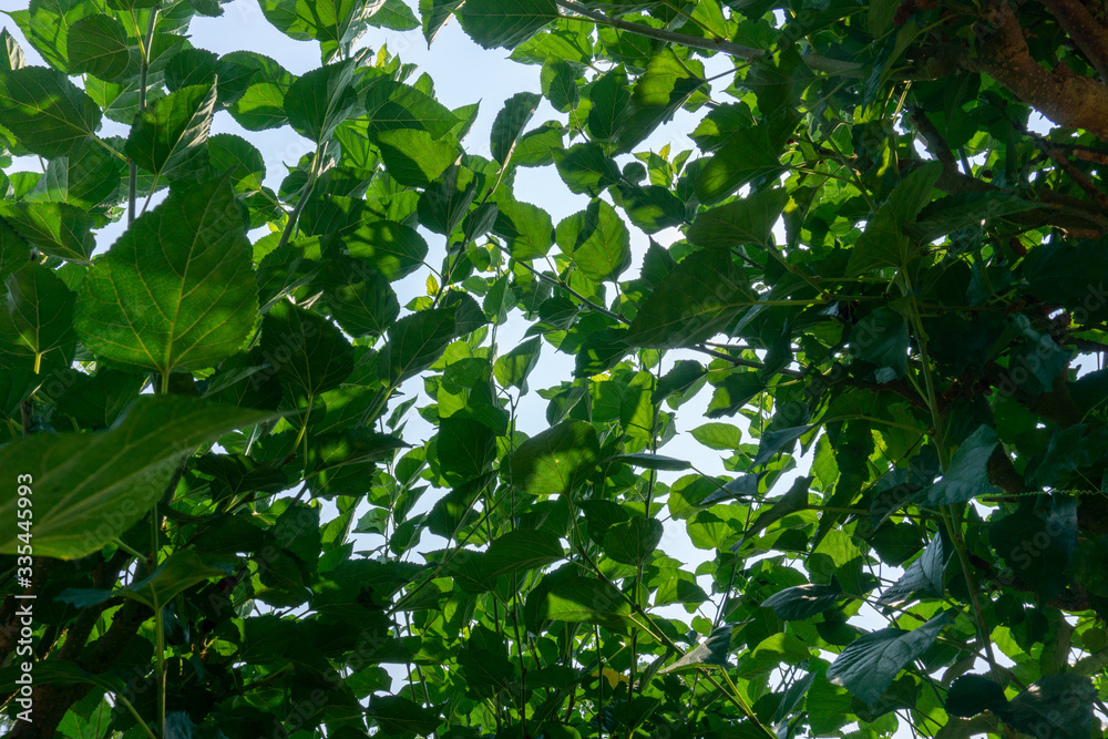 Low angle view under a mulberry tree with full green leaves