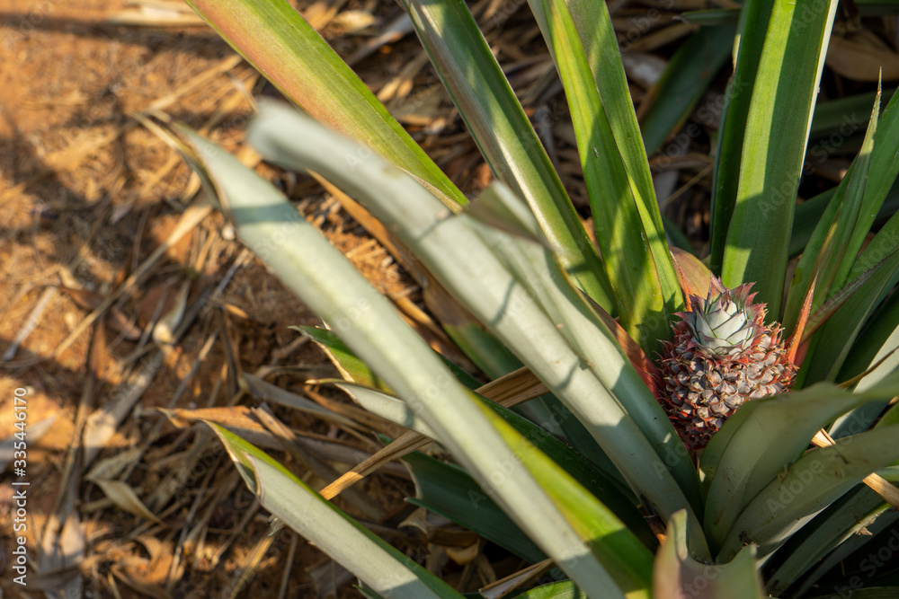 Obraz premium Growing pineapple Ready to harvest in the middle of the year.