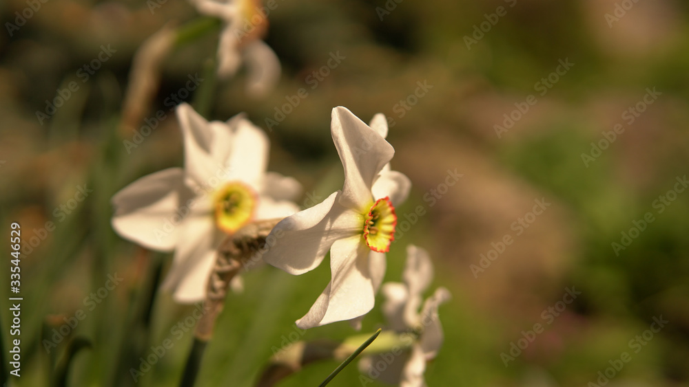 Narcissus bloom head, white daffodils on spring bokeh garden background. Narcissus bloom head, white daffodils on spring bokeh garden background.