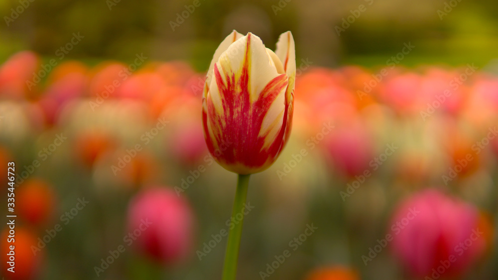 Beautiful spring tulip bloom on garden bokeh background of blurry tulips flowers. Beautiful spring tulip bloom on garden bokeh background of blurry tulips flowers.