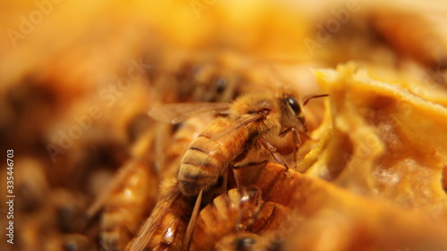 beekeeping, detail of group of bees creating honey