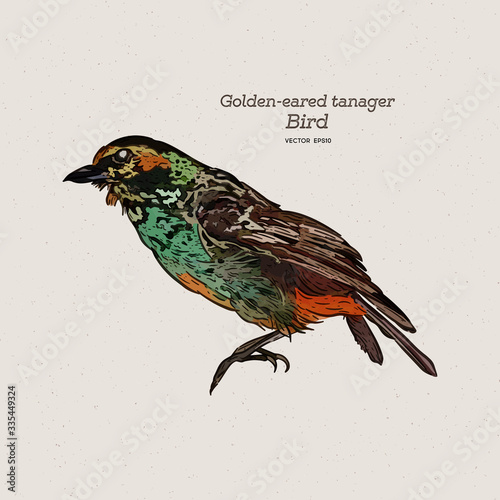 The golden-eared tanager is a species of bird in the family Thraupidae. Hand draw sketch vector.