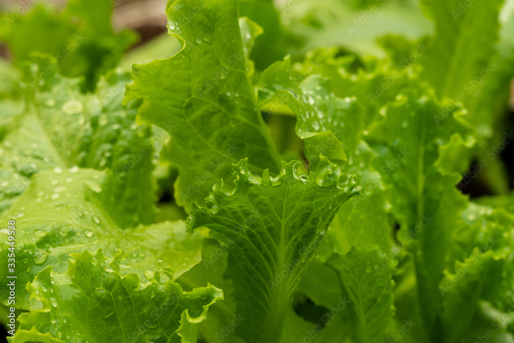 Close-up macro view of fresh green Lettuce leaves with water drops. Close-up macro view of fresh green Lettuce leaves with water drops.