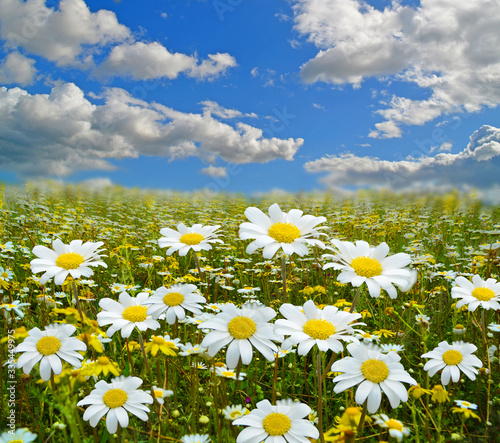 fllowers in a green meadow in spring season blue sky and clouds for background