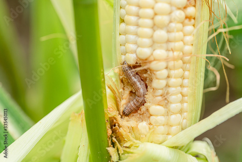 Fall armyworm on damaged corn with excrement.
