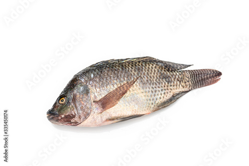 Nile tilapia fish isolated on white background.