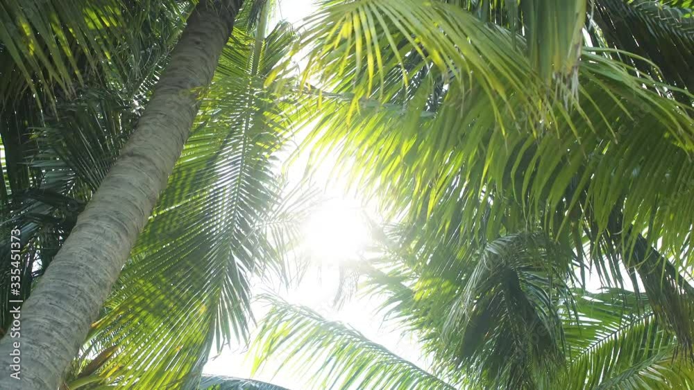 Coconut tree with flare sunlight penetrates through the coconut leaves. Coconut tree with flare sunlight penetrates through the coconut leaves.