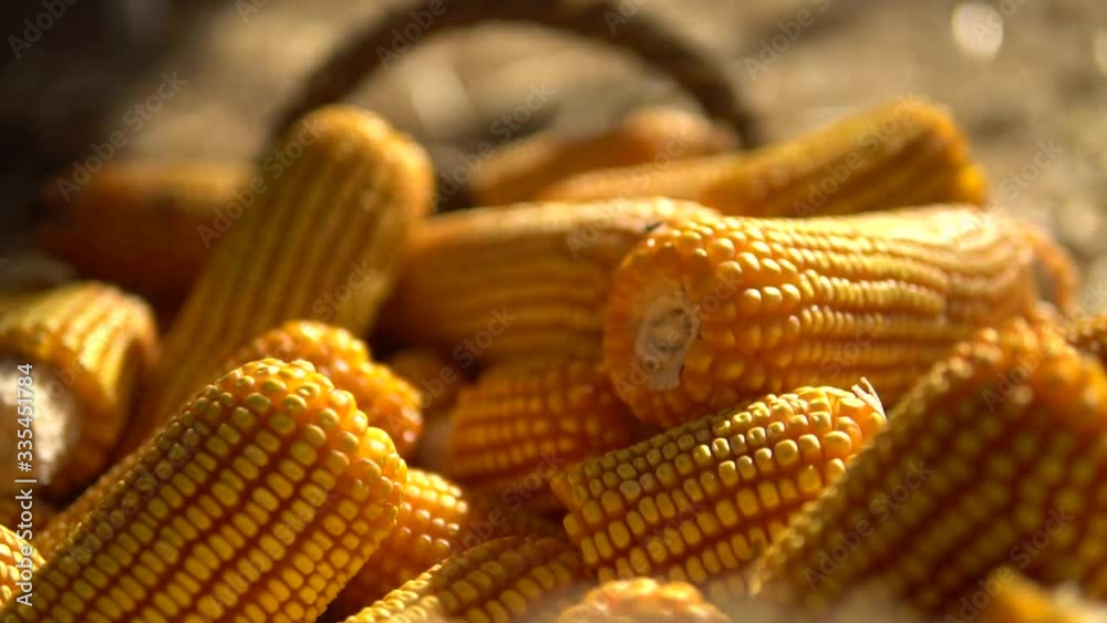 milho espiga, alimento, legume, amarelo, colheita, agricultura, saudável, planta, fazenda, colher, grão, isolado, alimentar, orgânico, espiga