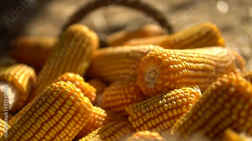 milho espiga, alimento, legume, amarelo, colheita, agricultura, saudável, planta, fazenda, colher, grão, isolado, alimentar, orgânico, espiga