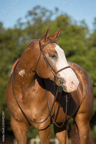 Appaloosa