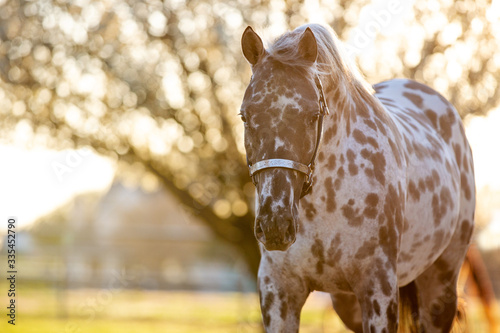 Принти на полотні Appaloosa Horse