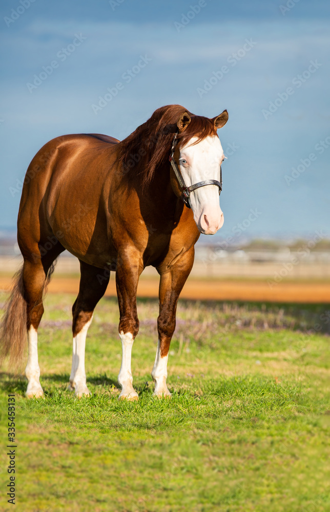 Fototapeta premium Bald Face Stallion