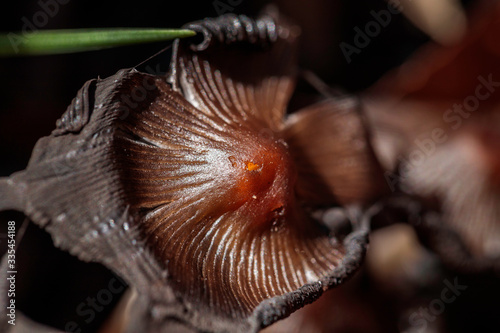 Bolbitiaceae mushrooms beside a wet path photo