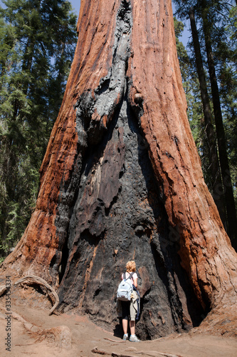 California / USA - August 23, 2015: A girl looks a Giant Sequoia trunk in the forest of Sequoia National Park, California, USA