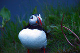 Puffin colony at Dyrholaey, Iceland