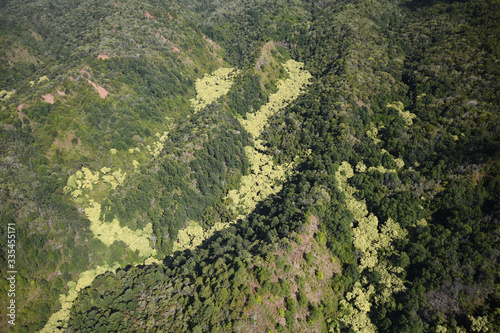 Kauai jungle